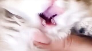 So beautiful kitten ????????????
