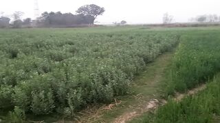 my village