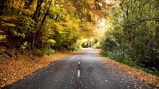 "A Walk Through Autumn: Colors and Serenity"