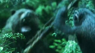 Action English movie monkey fight