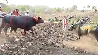 Fighting of ox