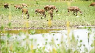 Beautiful Widlife - Deer eating green grass walking slowly - slow motion