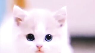 Hy like subscribe to bnata ha cute cat #shorts #cat #viral