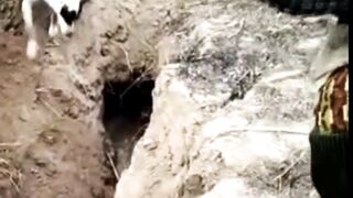 Hunting dogs video