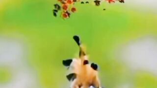 Beautiful ????️???? Bird