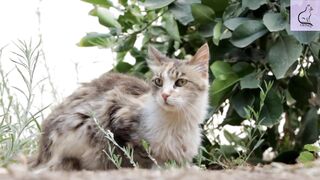 CUTE and FUNNY Cat Videos/ Best Funny Animal Videos/Watch it now