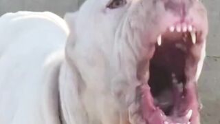 dog video