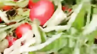 Tommato in the pakistan