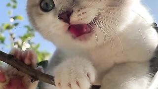Cat for kids