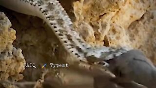 Snake attack in the bird