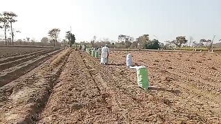 بچے زمین سے آلو نکالتے ہوئے