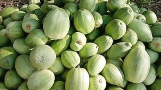 تحصیل چونیاں کی مشہور سوغات ونگا