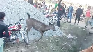 انڈیا کے بارڈر سے سانبھر ہرن پاکستان میں اگیا جس کو ل