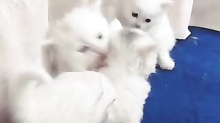 Beautiful cats