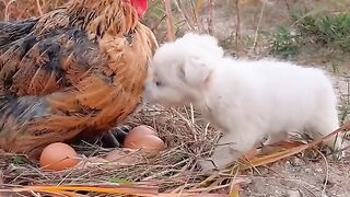 Cute chicken and Dog