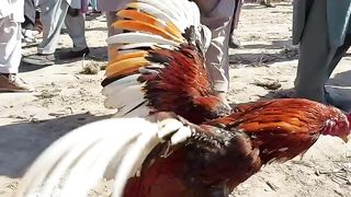 aseel_murgha_mandi_safan_2023(