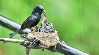 Mother bird