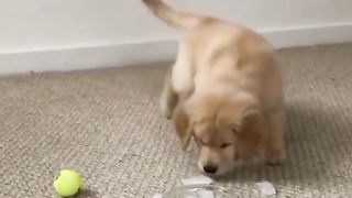 Let's play