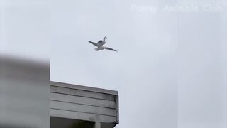 Animals' Funny Behavior Caught on Cam
