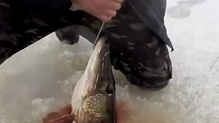 Рыбалка на дикой реке. Трофейная щука под вечер. Речные монстры