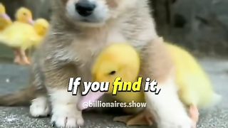 ANIMAL LOVE