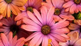 Flowers blooming beautiful nature relaxing music