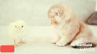 Cute cat and cute chick