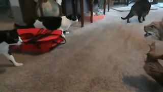 When cat see the statue of cat other..