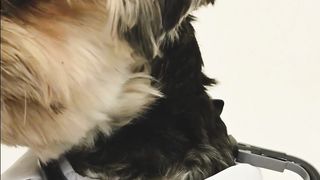 Funny Dogs And Cats Videos 2023 Best Animal Videos Of The Month
