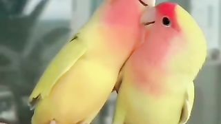 parrot