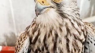 Pashto video.