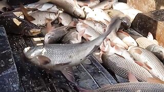 Fish # soojhal