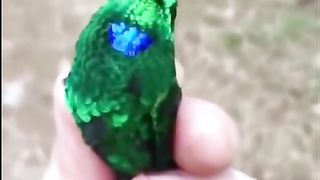 Beautiful Birds
