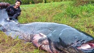 Просто сом гигант, вес больше 100 кг. Речной монстр из Припяти