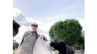 Animal's