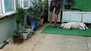 Animal's