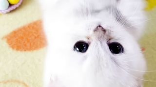 cute cat video