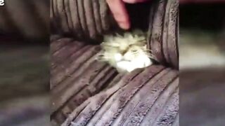 When cats play Hide and Seek game..
