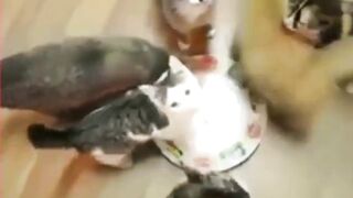 Cat's party...!!!