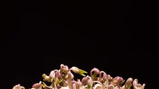 Seedlings Germination Sprout Mung Beans