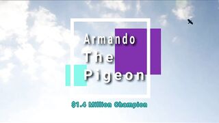 $1.4 Million  champion Racing pigeon