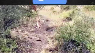HOW TO HUNT LEOPARD