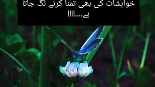 Urdu Motivation