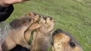 Quit marmots