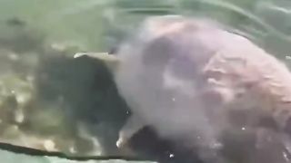 Реальной речной монстр.  Рыбалка на дикой реке