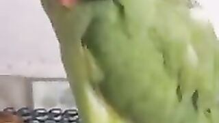 !!????_Funny_And_Cute_Parrots_????_Try_not_to_laugh_challenge_????