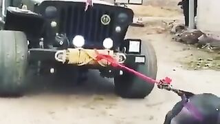 dogs power