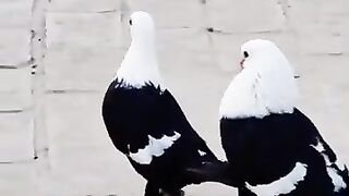 Pets lover