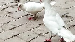 Best pets
