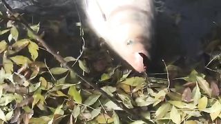 Настоящий речной монстр. Толстолобик 18кг на спиннинг. Трофей жизни